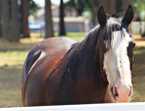 kenneth pinyan grave|Revisiting the Town of the Most Famous Horse Sex Death